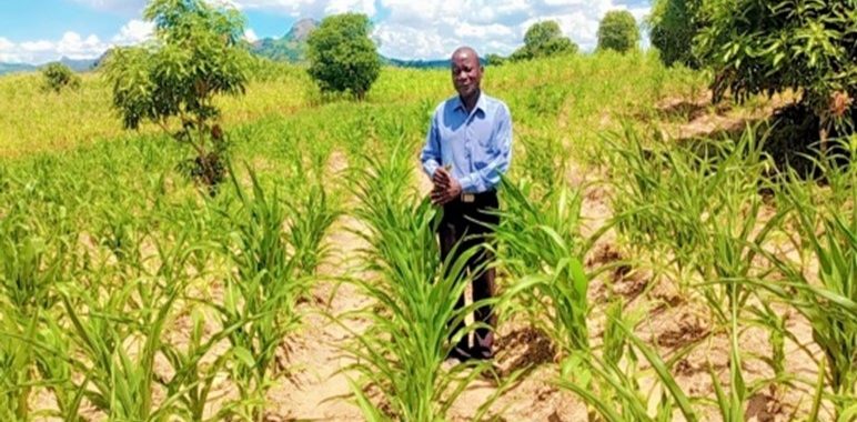 Pontos verdes (CDR) – Engajando pequenos Produtores como o Paulo Lequissio a aumentar sua renda por meio de Agricultura inteligente e estimulando a consciência na Inclusão